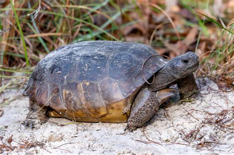 Gopher Tortoise Are They Endangered