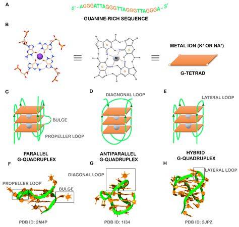 Gquadruplex Structure