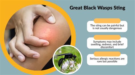 Great Black Wasp Sting