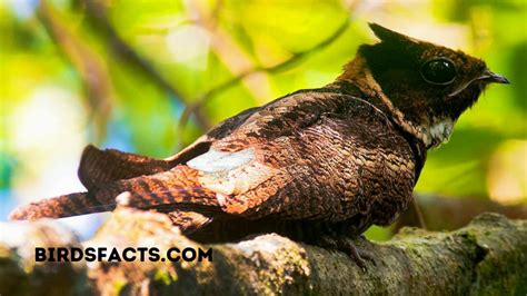 Great Eared Nightjar Are They Endangered