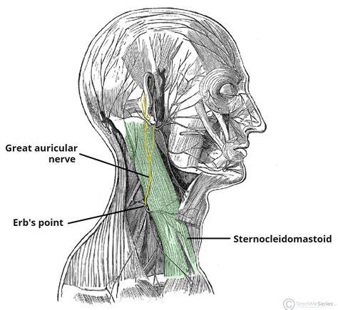 Greater Auricular Nerve