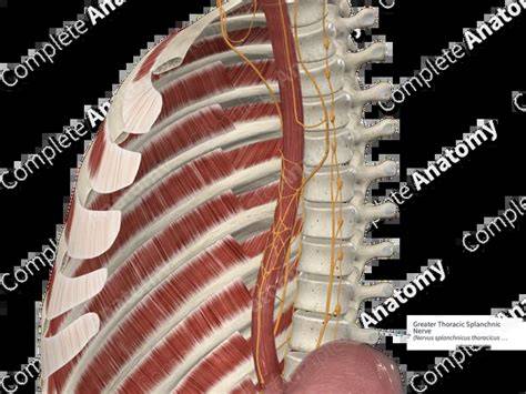 Greater Thoracic Splanchnic