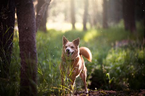 Habitat Of A Dog