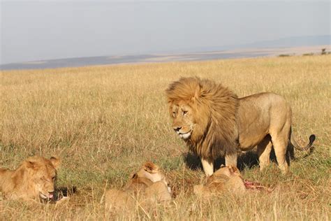 Habitat Of A Lion