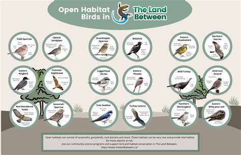 Habitat Of Birds Is Called