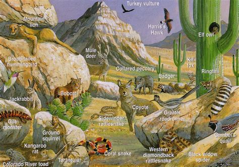 Habitat Of Desert