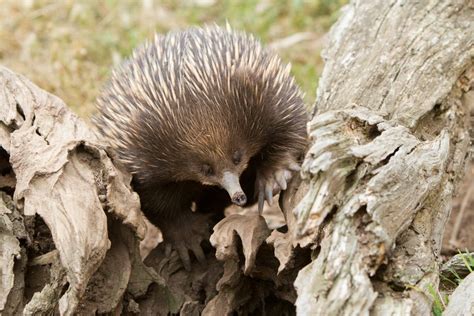 Habitat Of Echidna