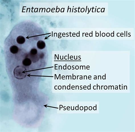 Habitat Of Entamoeba Histolytica
