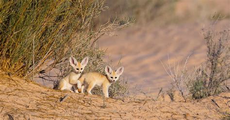 Habitat Of Fennec Fox