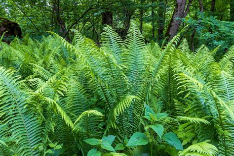 Habitat Of Fern
