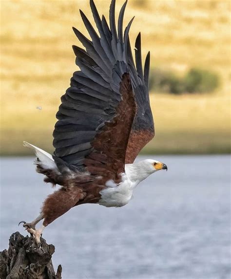 Habitat Of Fish Eagle