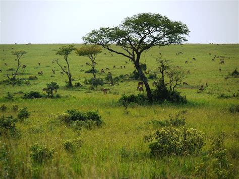 Habitat Of Grass