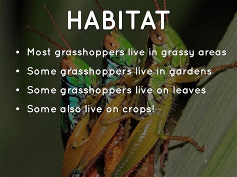 Habitat Of Grasshopper