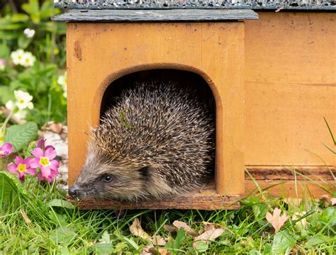 Habitat Of Hedgehog