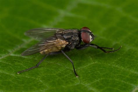 Habitat Of Housefly