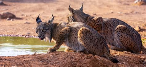 Habitat Of Iberian Lynx