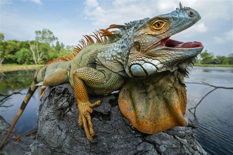 Habitat Of Iguana