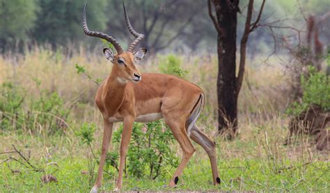 Habitat Of Impala