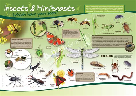 Habitat Of Insects