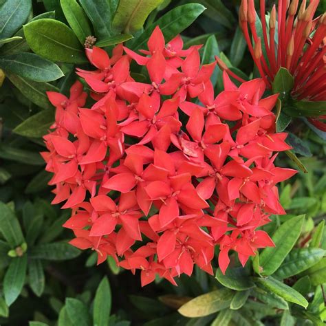 Habitat Of Ixora Coccinea