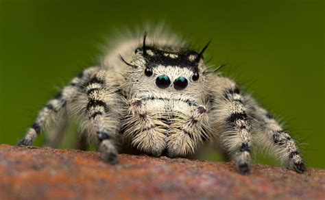 Habitat Of Jumping Spider