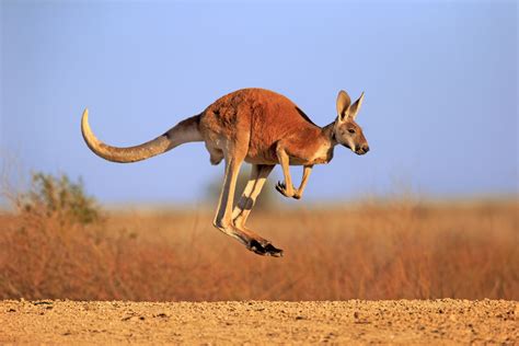 Habitat Of Kangaroo