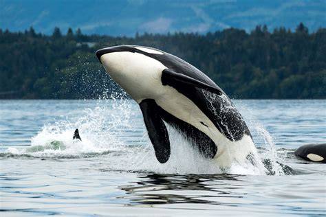 Habitat Of Killer Whale