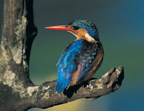 Habitat Of Kingfisher