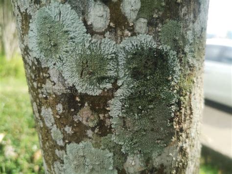 Habitat Of Lichen
