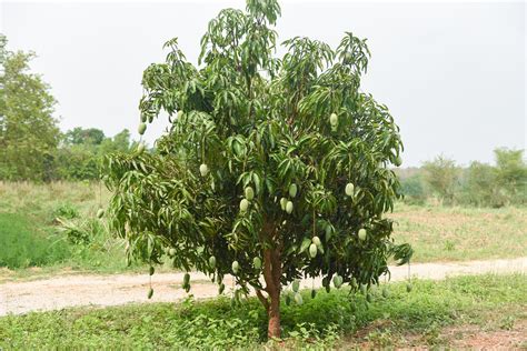 Habitat Of Mango Tree