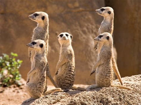 Habitat Of Meerkat