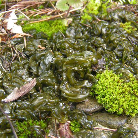 Habitat Of Nostoc