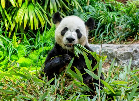 Habitat Of Panda