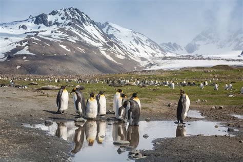Habitat Of Penguin