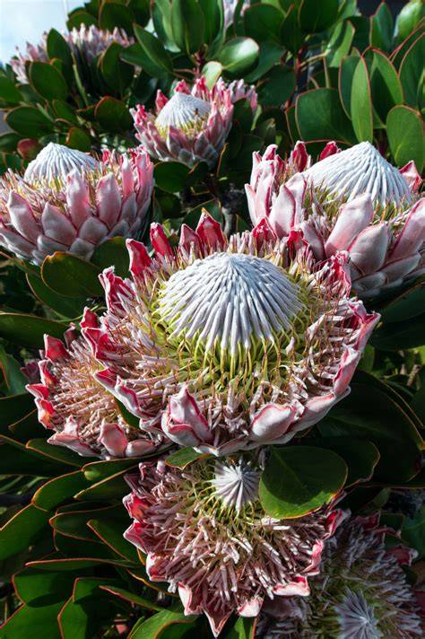 Habitat Of Protea Plant