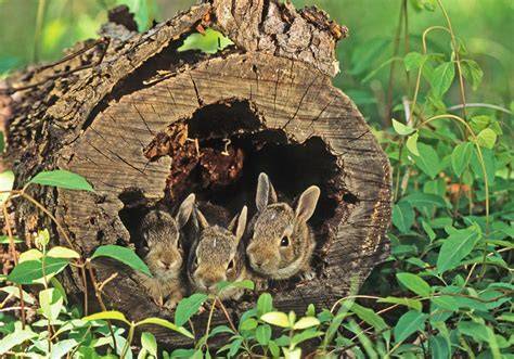 Habitat Of Rabbit