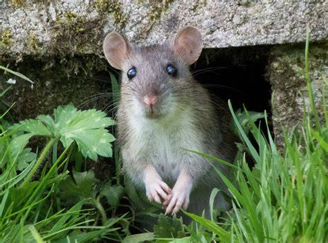 Habitat Of Rat