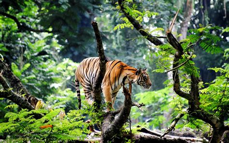 Habitat Of Tiger