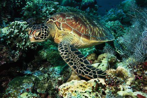 Habitat Of Turtle