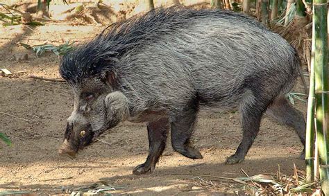 Habitat Of Visayan Warty Pig