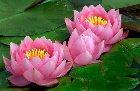 Habitat Of Water Lily