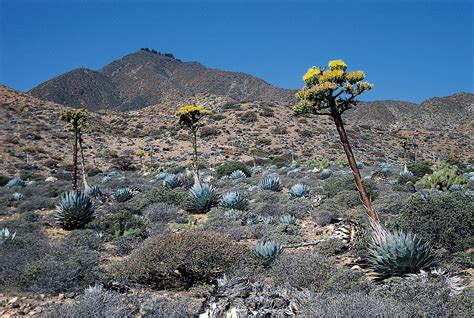 Habitat Of Xerophytes