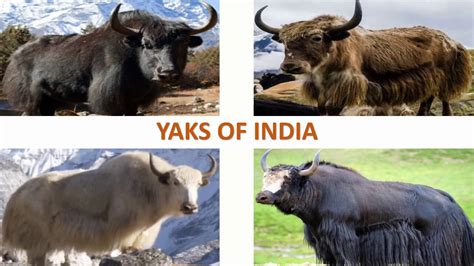 Habitat Of Yaks In India Map