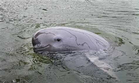 Habitat Of Yangtze Finless Porpoise