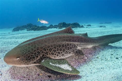 Habitat Of Zebra Shark