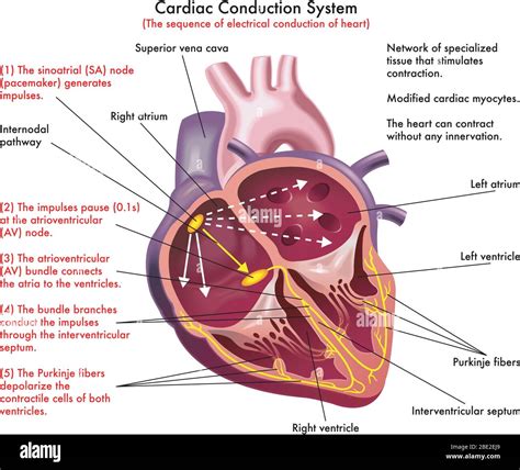 Heart Conduction System