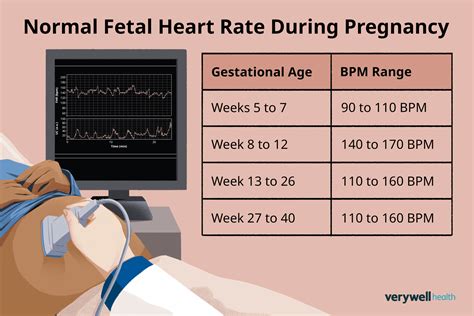 Heartbeat Rate Of Fetus