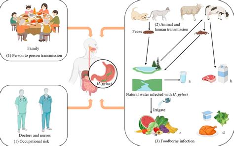 Helicobacter Pylori Transmission