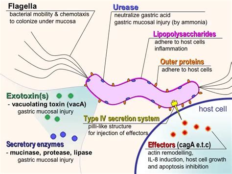 Helicobacter Pylori Virulence Factors