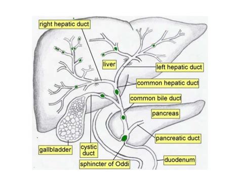Hepatobiliary Tract Anatomy